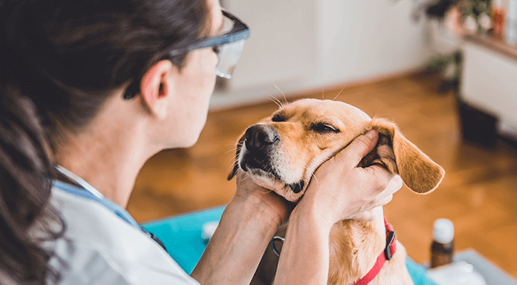 Wellness Exams For Pets