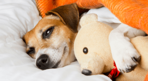 Dog General Anesthesia & Surgery