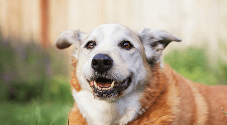 Senior-Care Pain Management For Pets