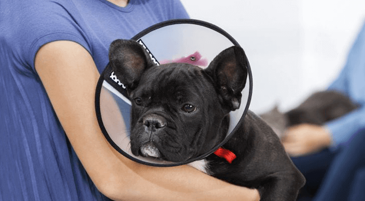 Spay-Neuter Spay-Neuter