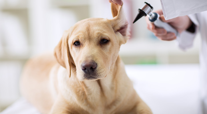 dog_ears Medical Services For Pets