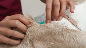 Pet Acupuncture